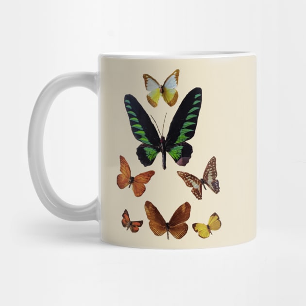 Butterfly Collection by Animal Surrealism